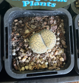 Lithops spp. - Living Stone Plant