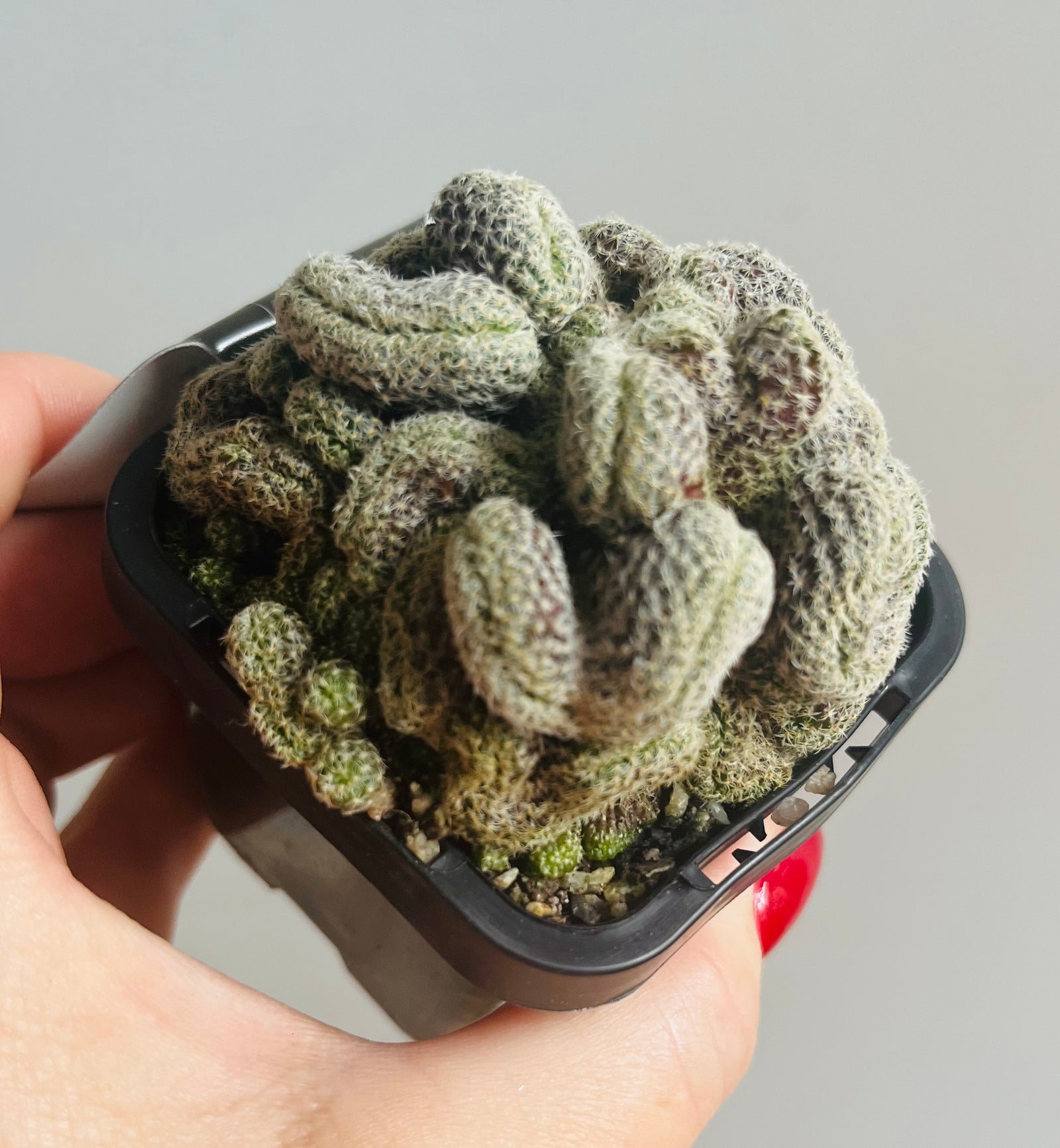 Sulcorebutia langeri forma cristata