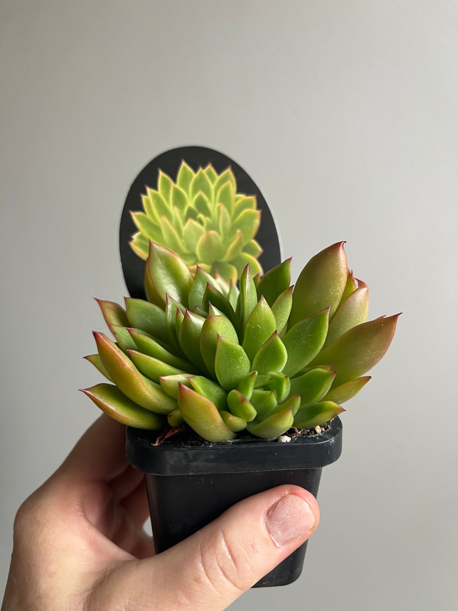 Echeveria agavoides cv Franky