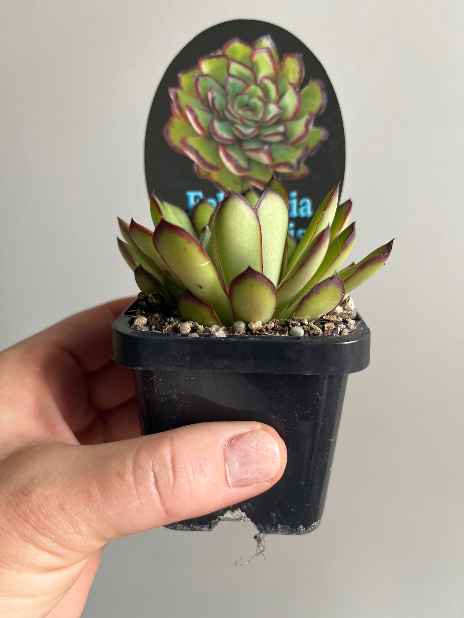 Echeveria pulidonis