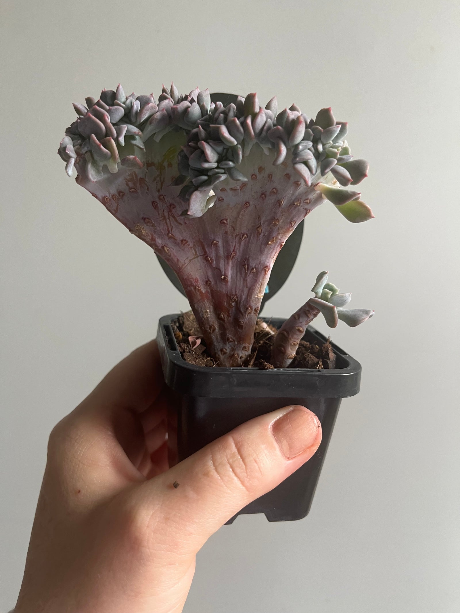 Echeveria Cubic Frost forma cristata