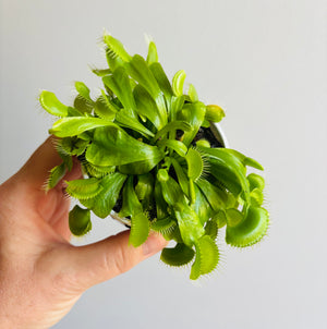 Venus Fly Trap (NOID) B