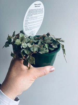 Hoya - Curtisii 'Thai Form' Collection No. 203