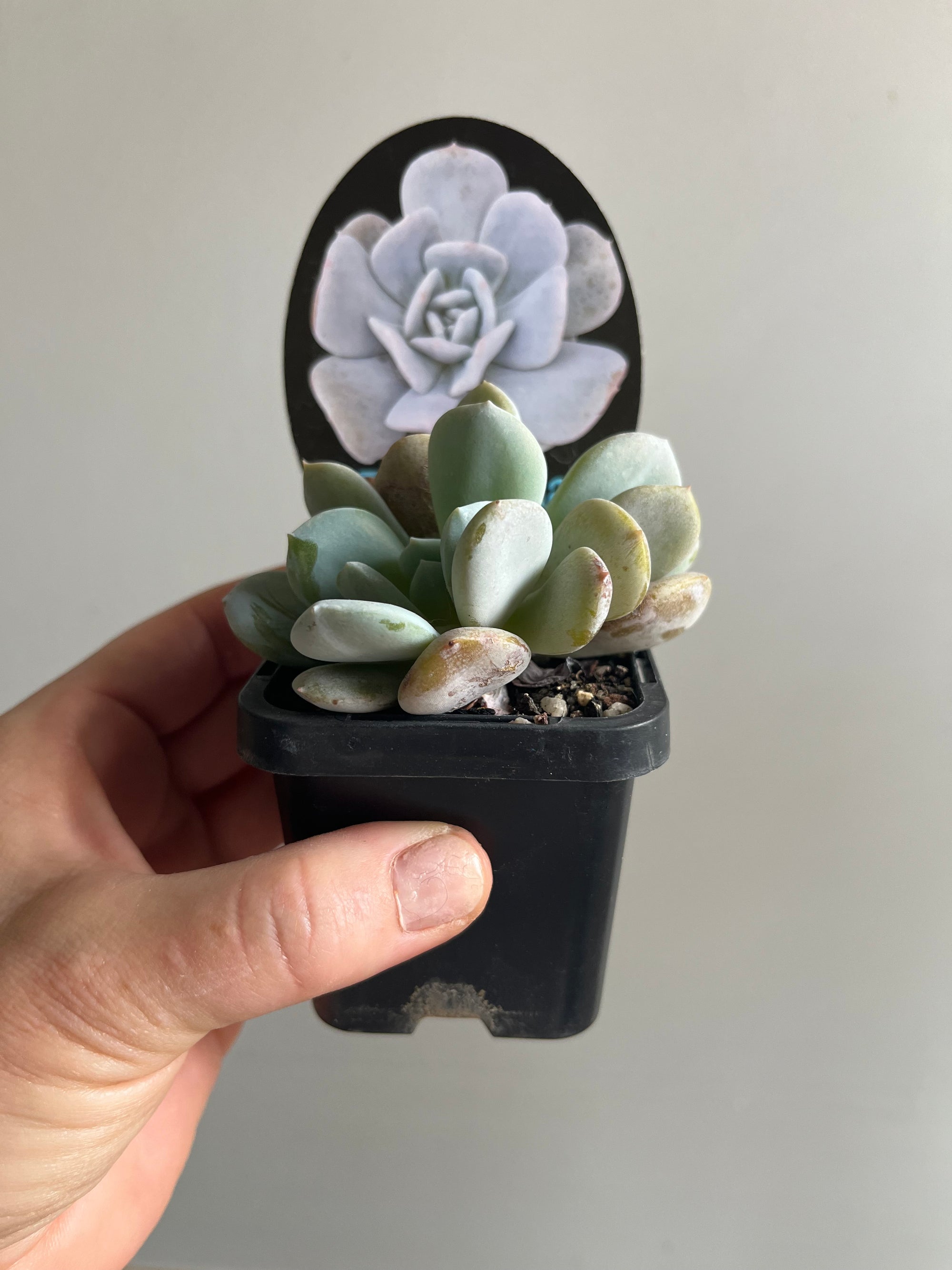 Echeveria 'Exotica'