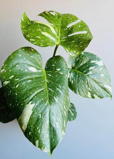 Monstera deliciosa 'Thai Constellation'
