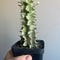 Euphorbia