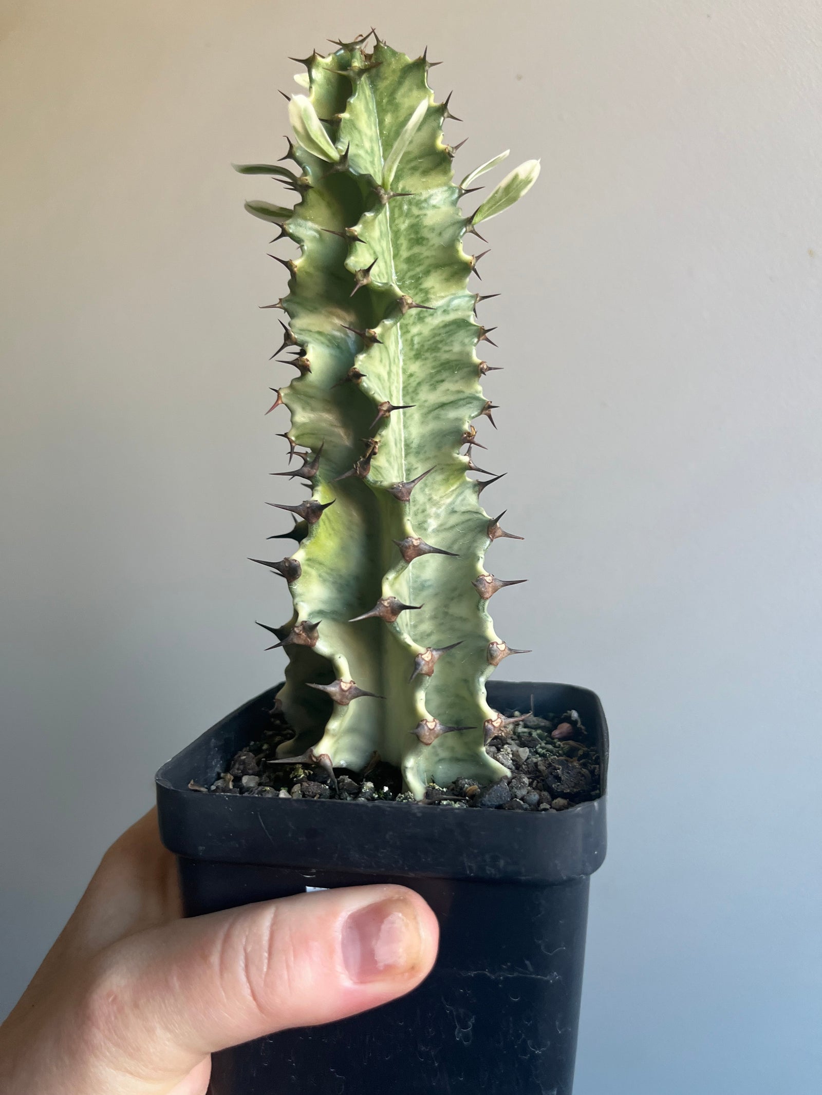 Euphorbia ammak variegata