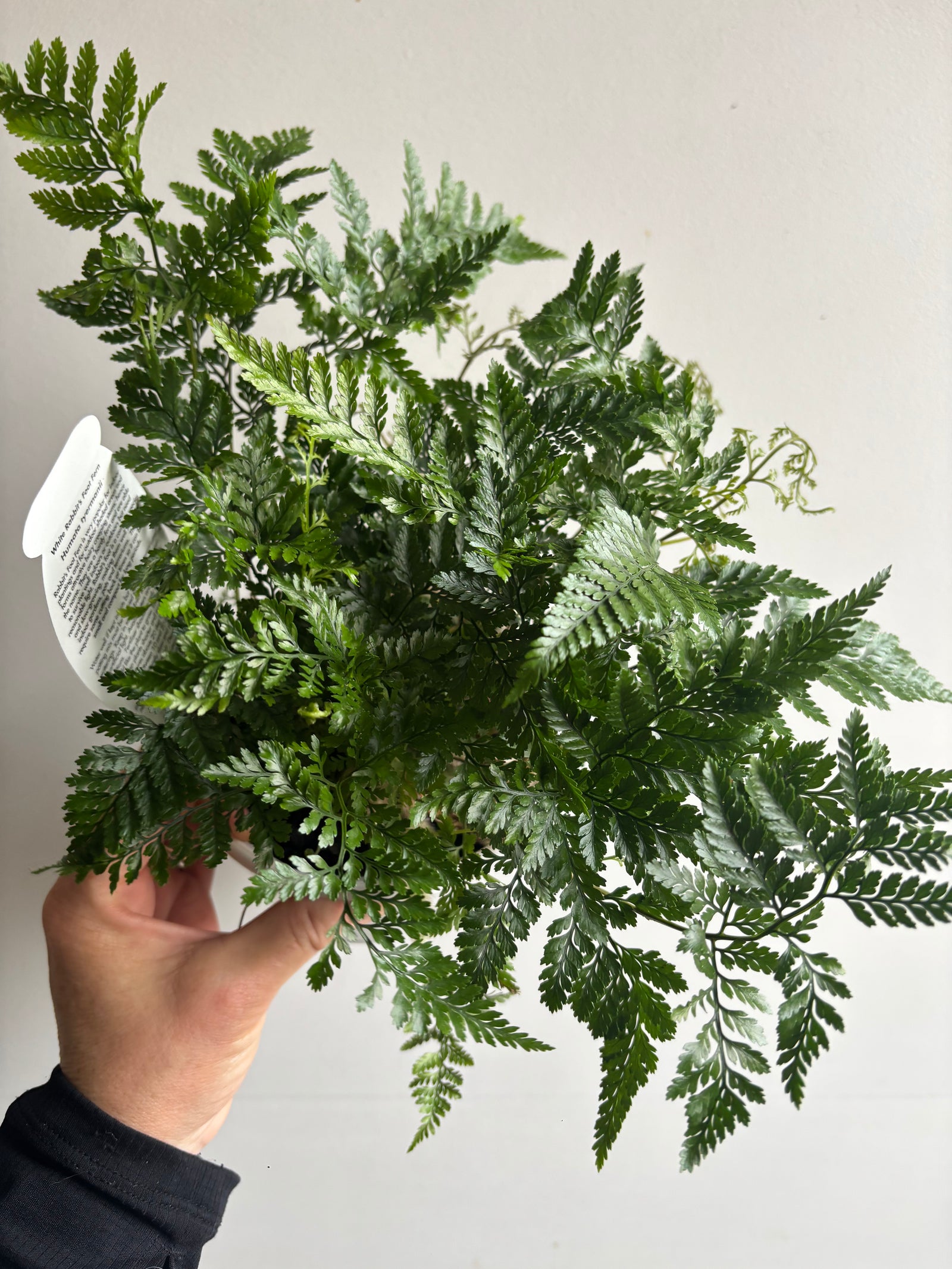 Humata tyermanii - White Rabbits Foot Fern
