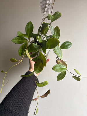 Hoya - Elliptica