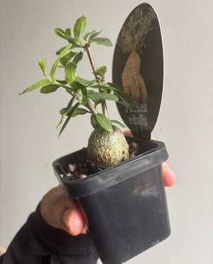 Fockea edulis - The Fat Plant aka Hottentot Bread