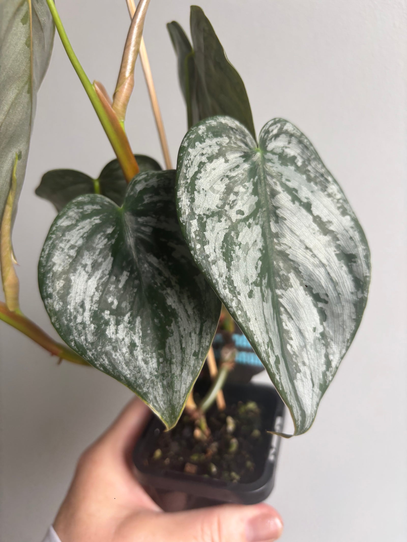 Philodendron brandtianum