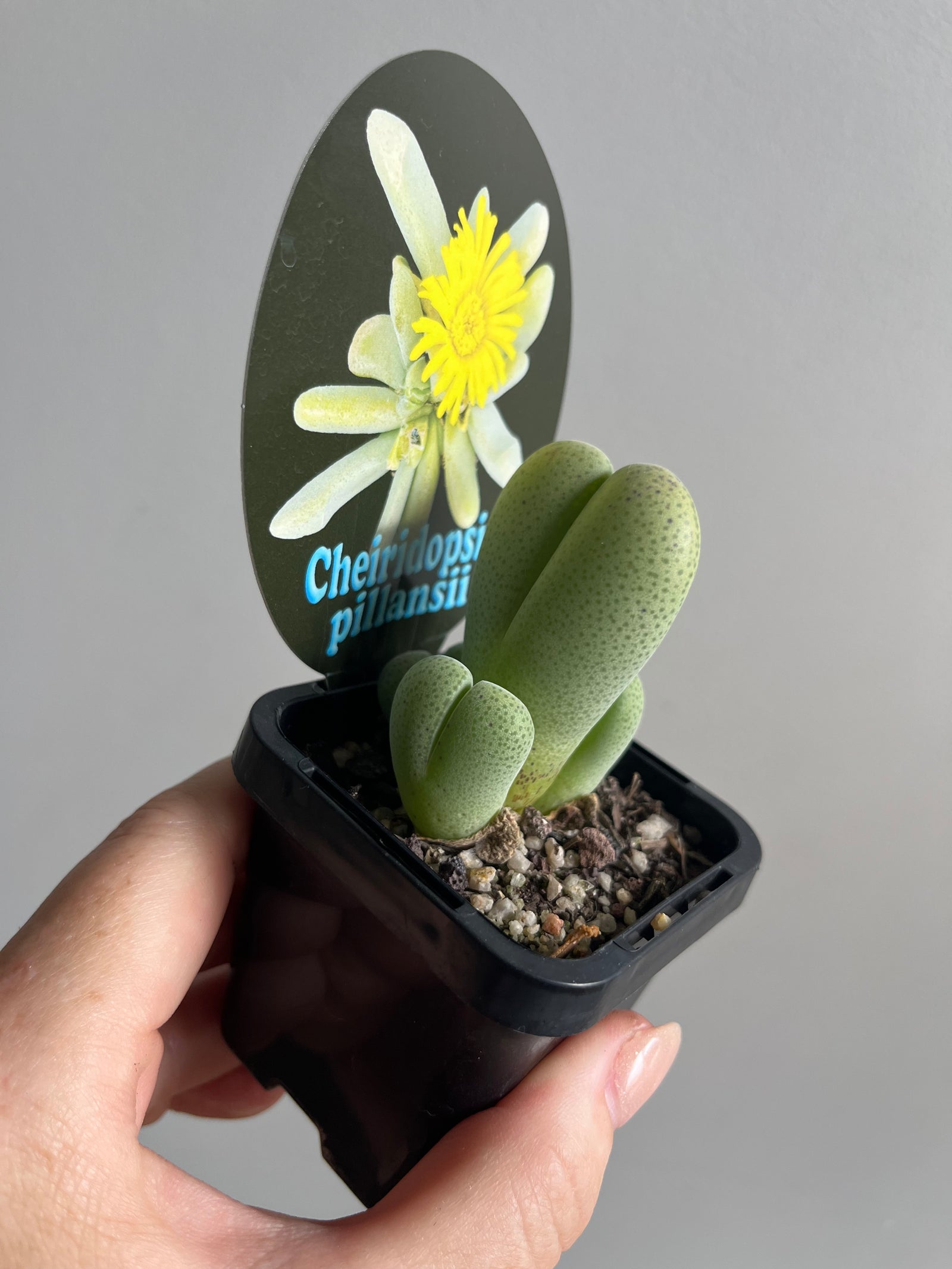 Cheiridopsis pillansii