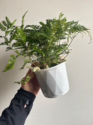 Humata tyermanii - White Rabbits Foot Fern