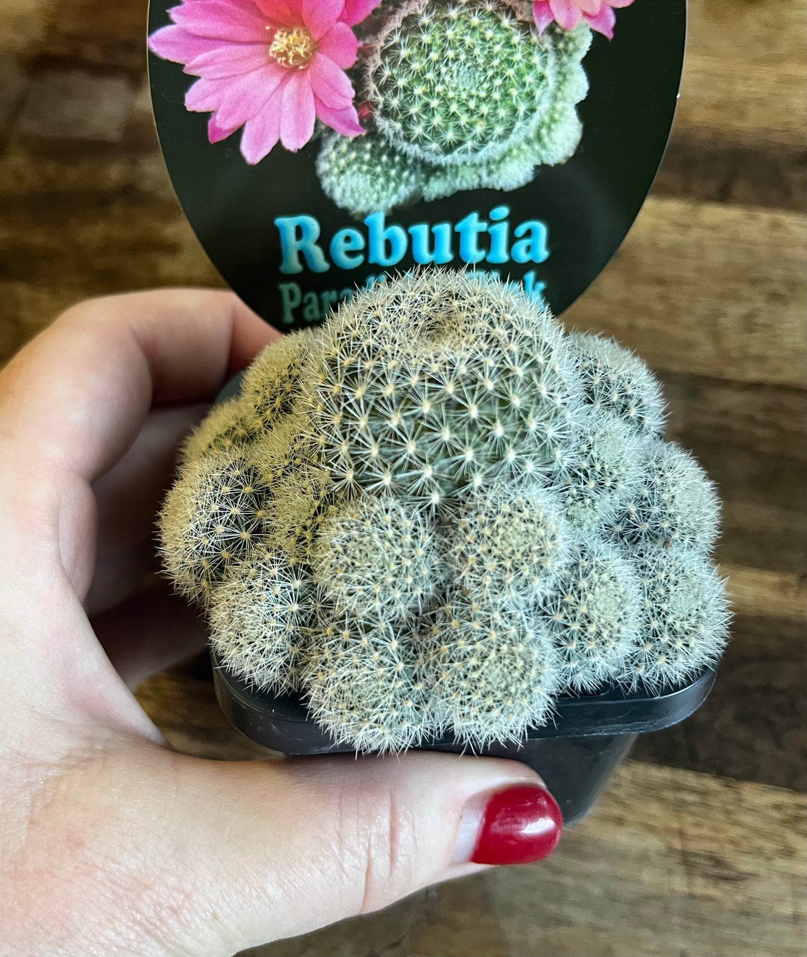 Rebutia 'Paradisian Pink'