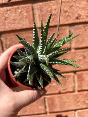 Haworthia attenuata 'Wide Band'