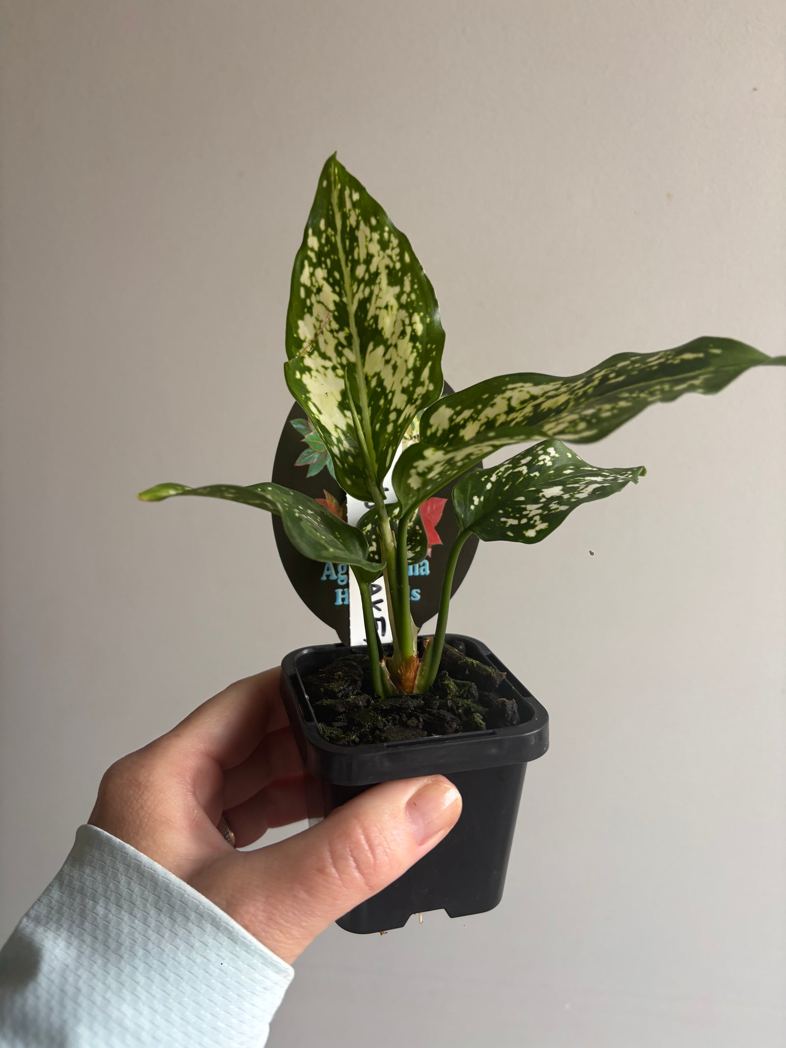 Aglaonema 'Snowflake' - Chinese Evergreen Plants
