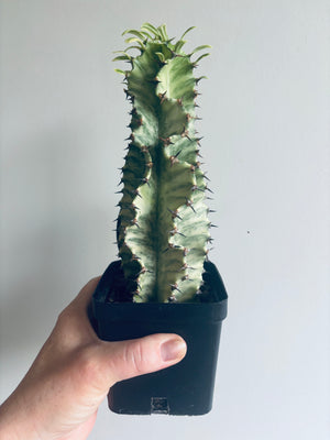 Euphorbia ammak variegata