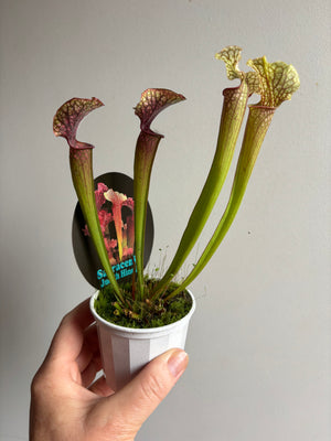 Sarracenia ‘Judith Hindle’