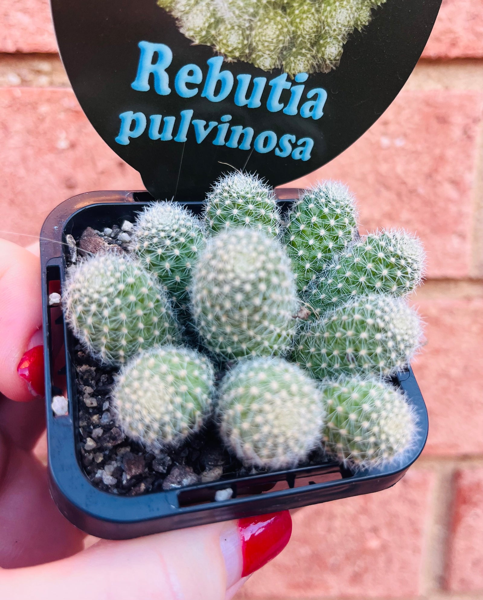 Rebutia pulvinosa
