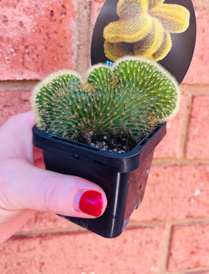 Cleistocactus winteri 'Cristata syn Hildewinteria aureispina 'Cristata'