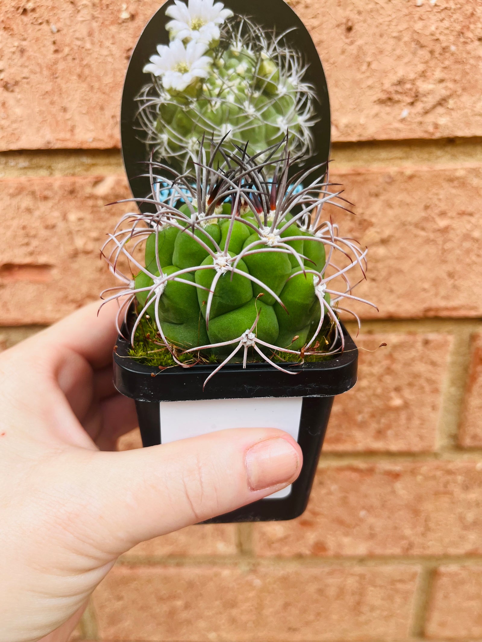 Gymnocalycium saglionis