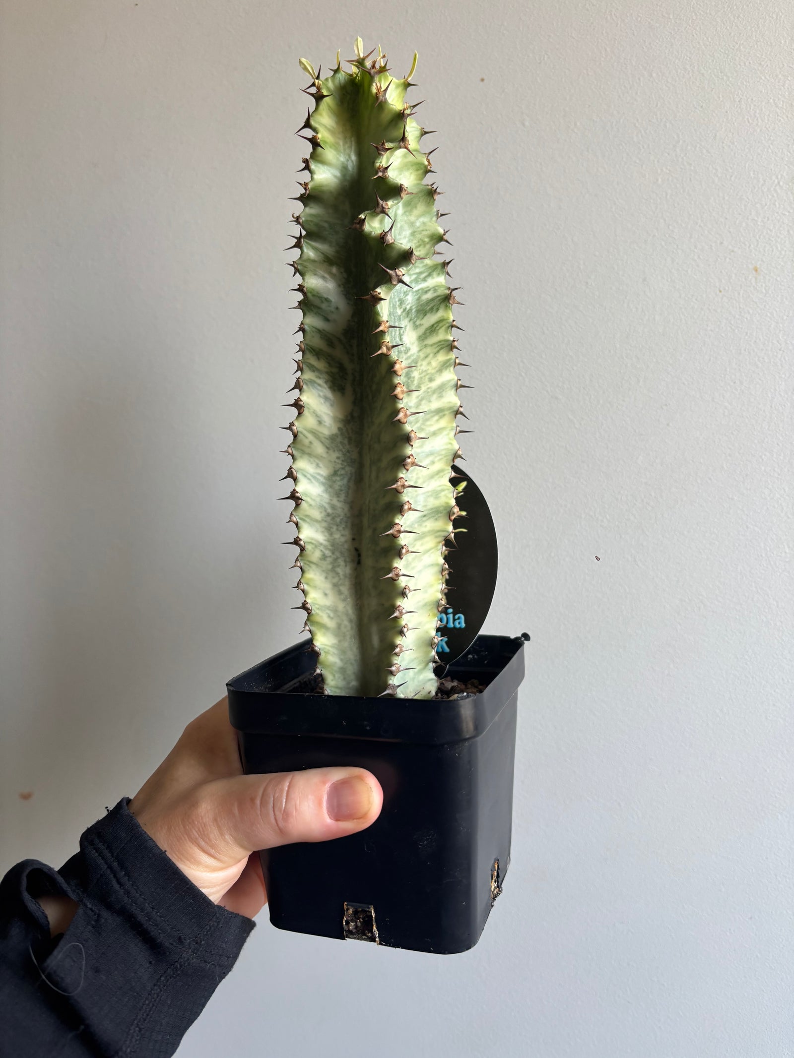 Euphorbia ammak variegata