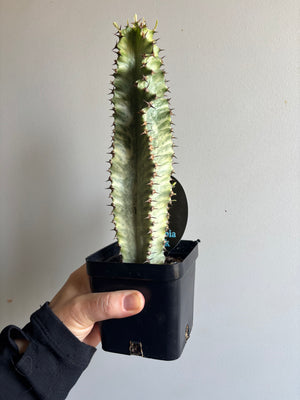 Euphorbia ammak variegata