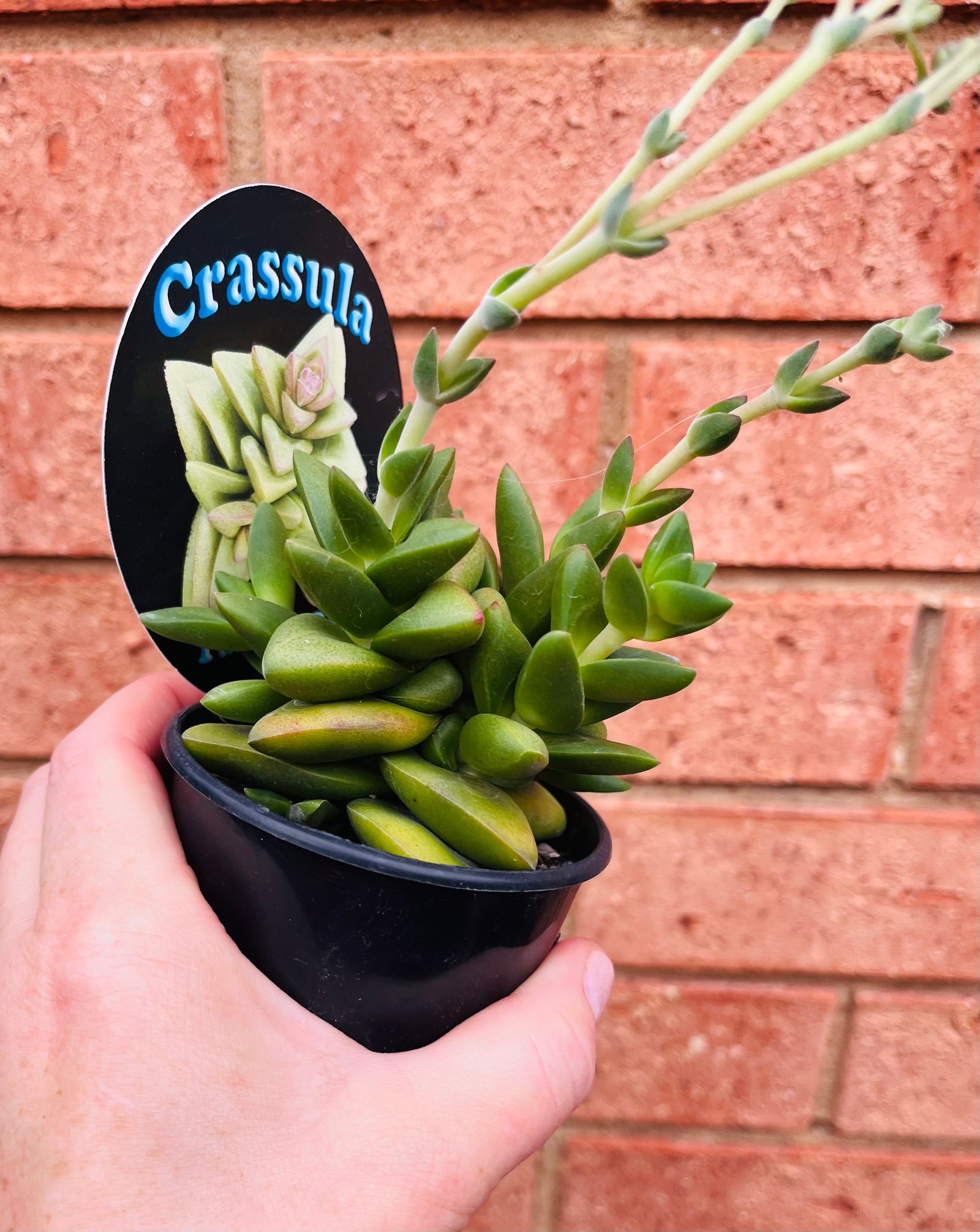 Crassula 'Talisman'