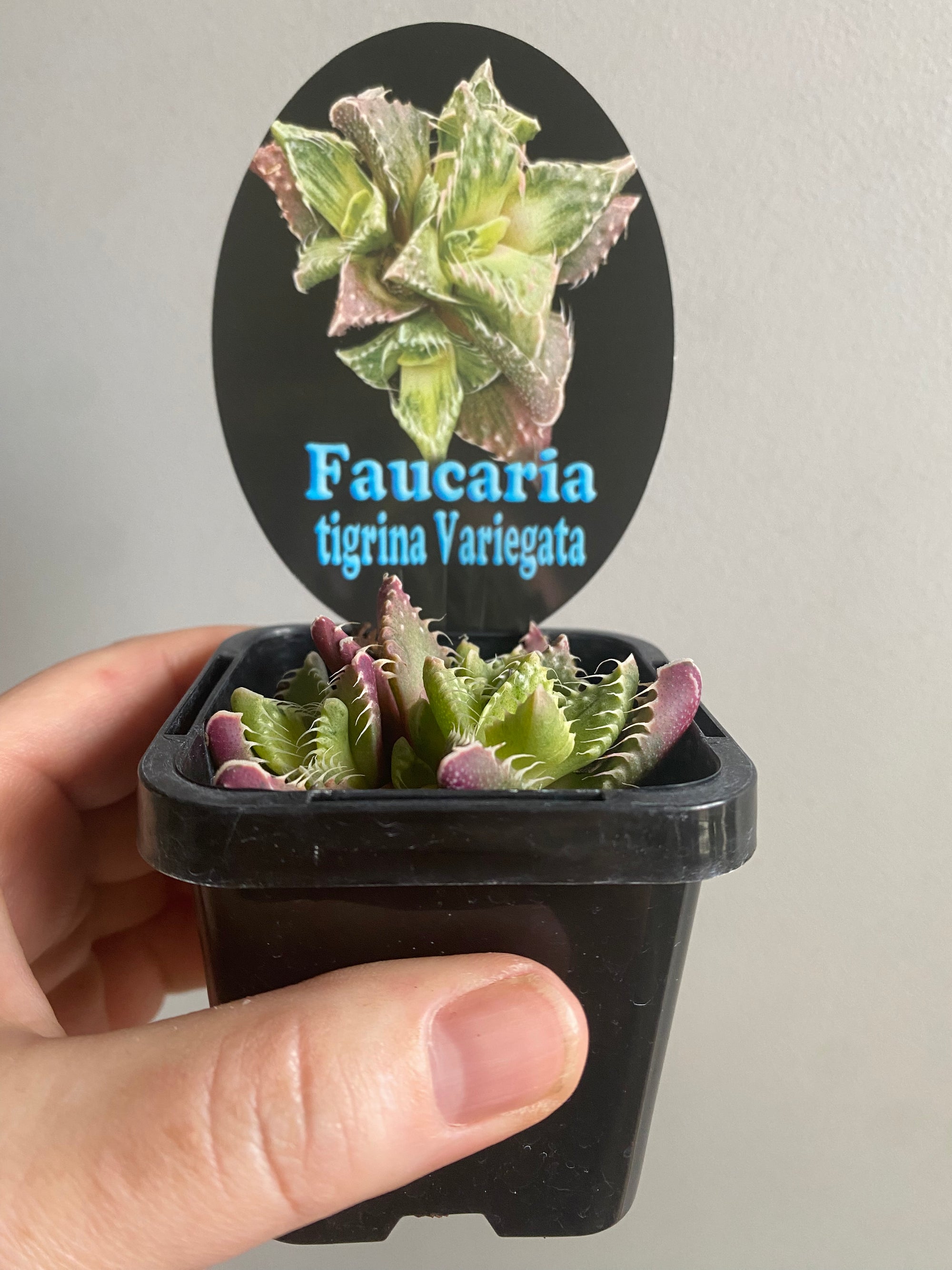 Faucaria tigrina variegata