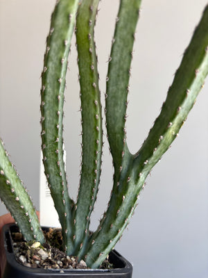 Monvillea spegazinni 'The Moonlight Plant'