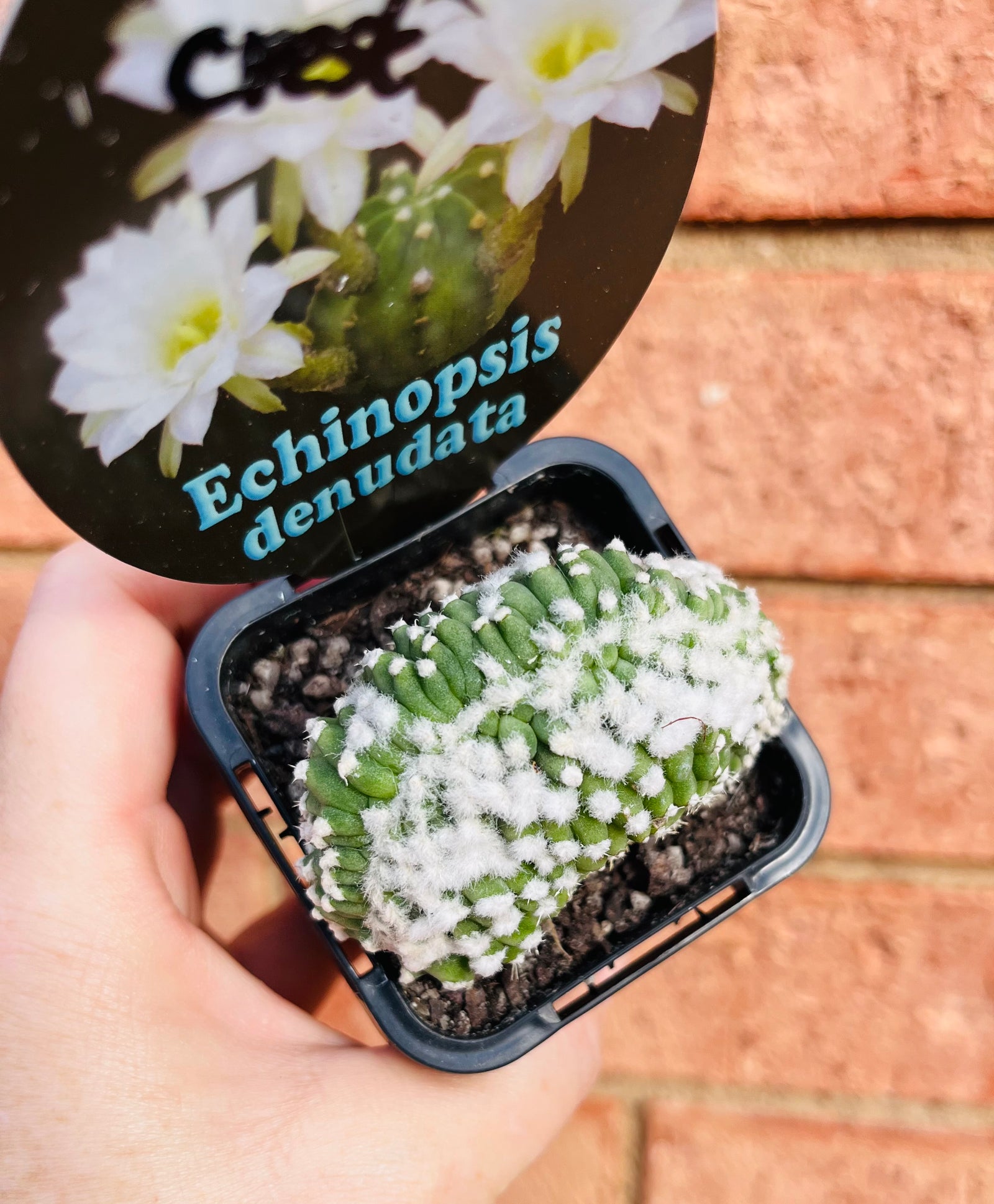 Echinopsis denudata (aka seminuda) crest