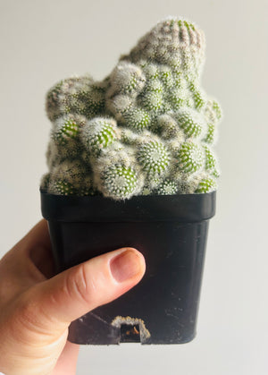 Parodia scopa albispina var minima