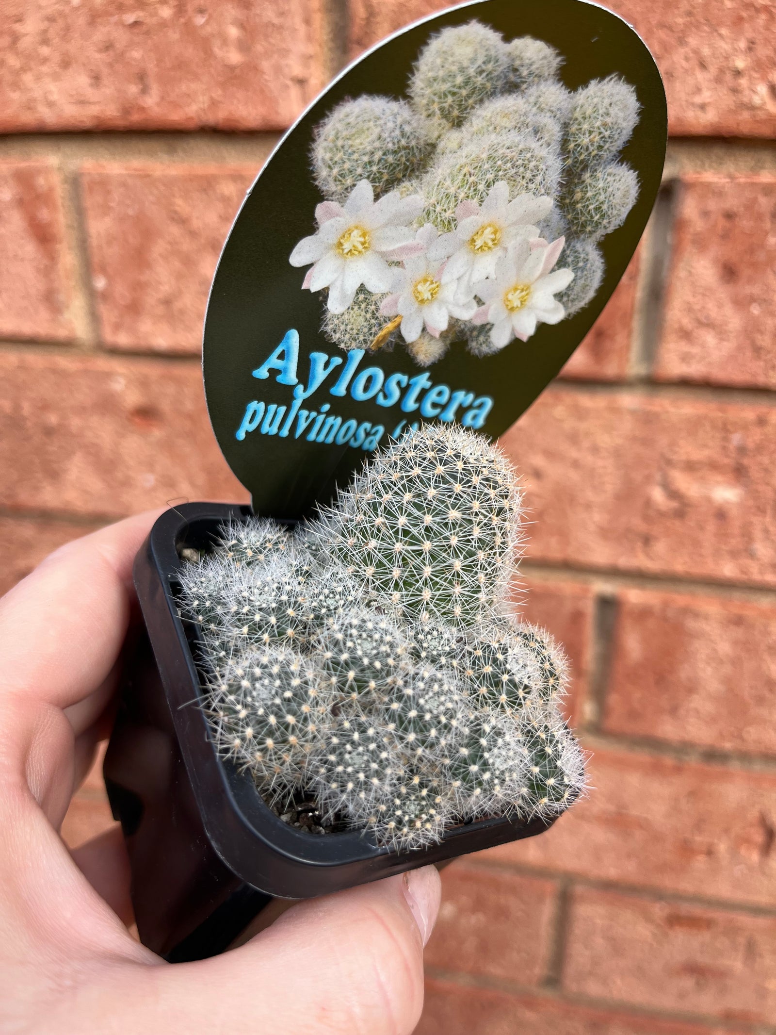 Aylostera pulvinosa ‘Alba’