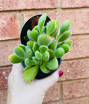 Cotyledon tomentosa subsp. ladismithiensis - 'Bear's Paw'