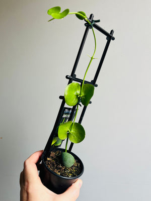 Dischidia imbricata