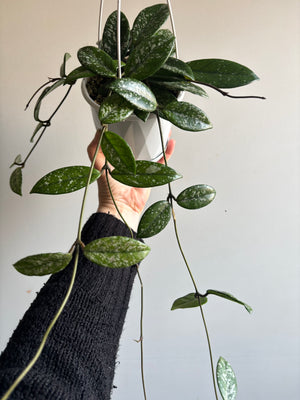 Hoya - Carnosa ‘Wilbur Graves’ Collection No. 211