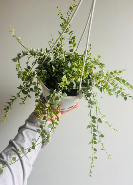 Dischidia ruscifolia variegata - Variegated Million Hearts