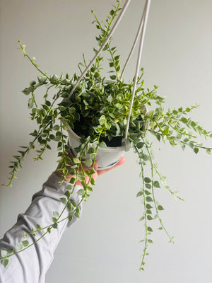 Dischidia ruscifolia variegata - Variegated Million Hearts
