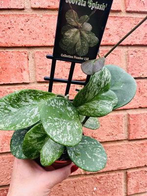 Hoya - Obovata Splash Collection No. 138