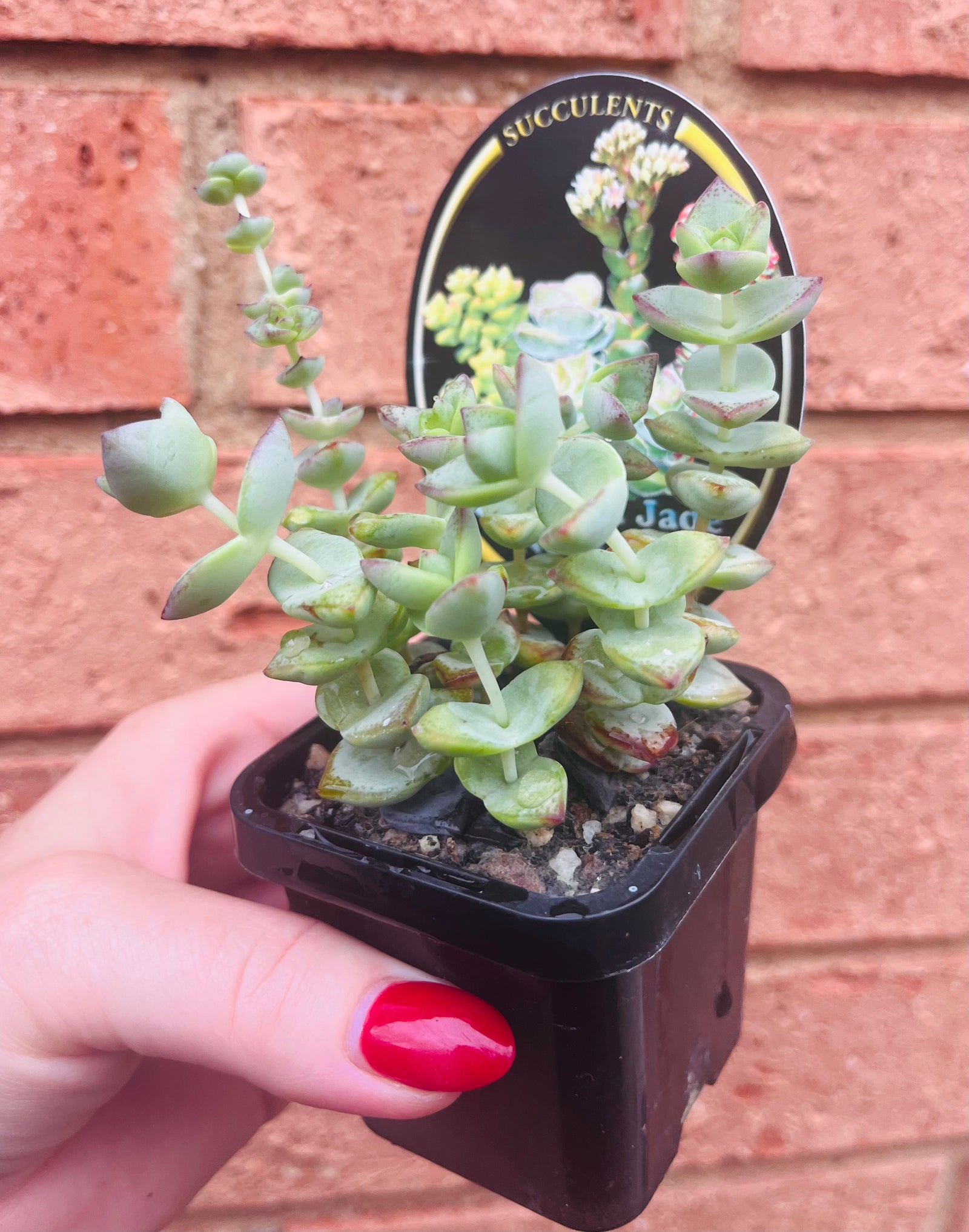 Crassula perforata - String of Buttons aka Necklace Vine