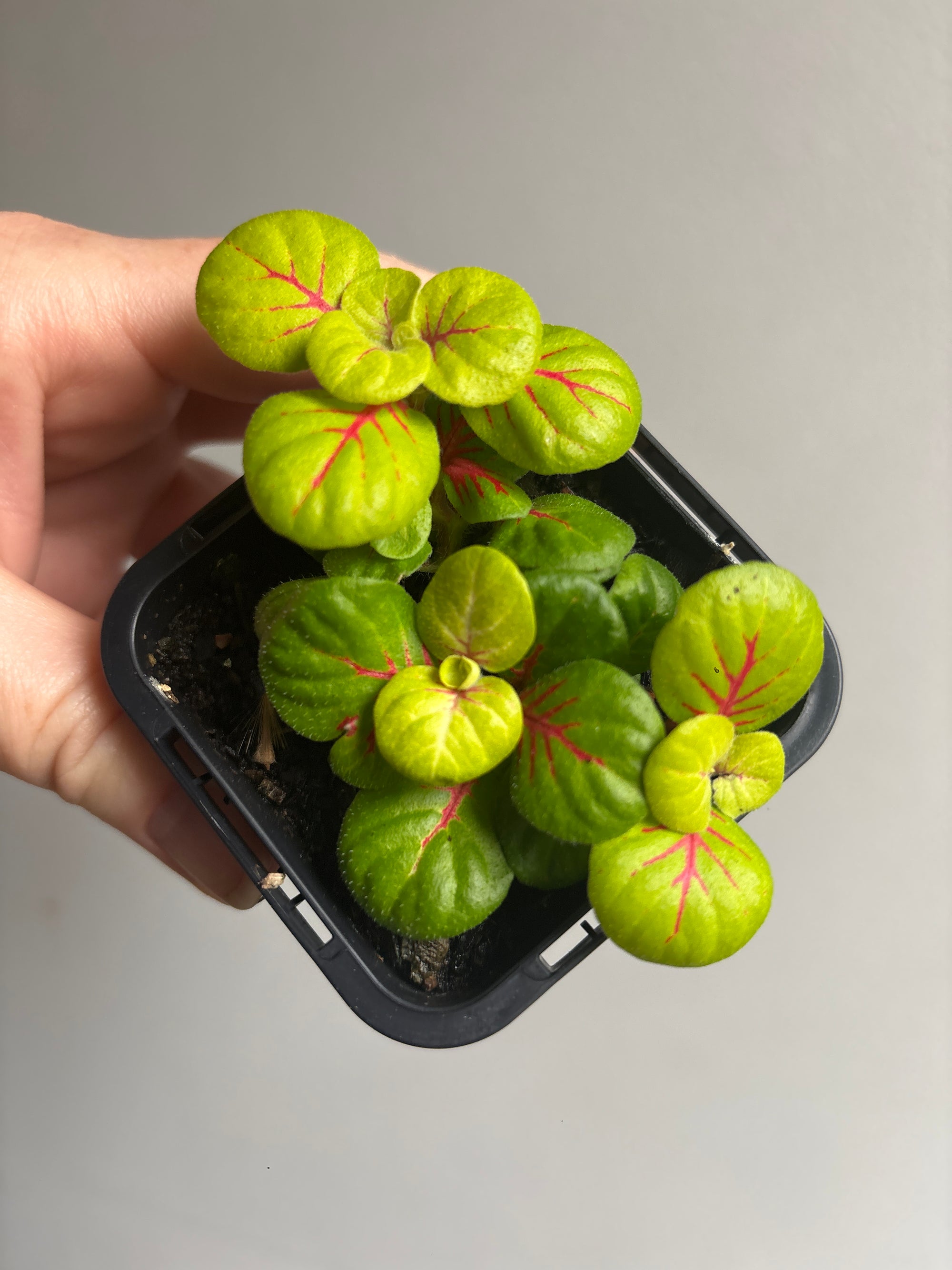 Fittonia - Charlene