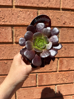 Aeonium aboreum var. atropurpureum f. Velour