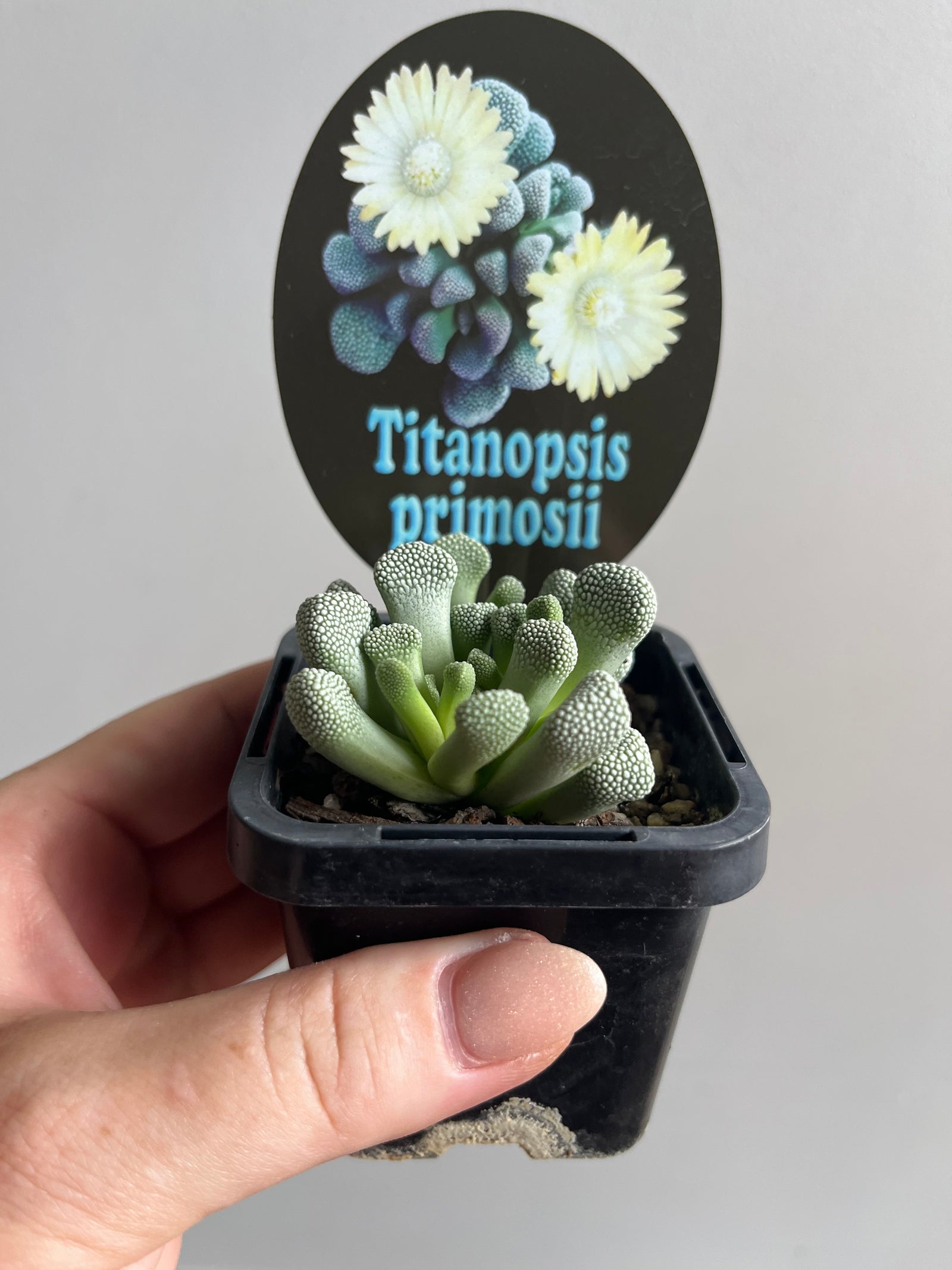 Titanopsis primosii