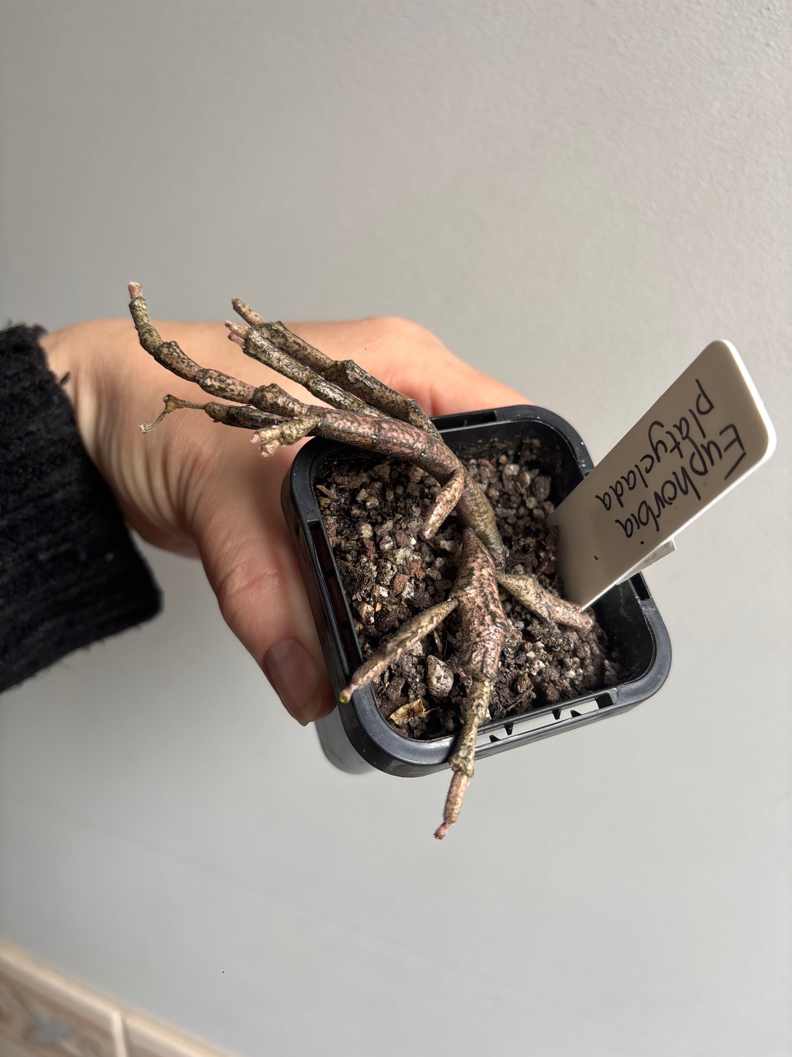 Euphorbia platyclada