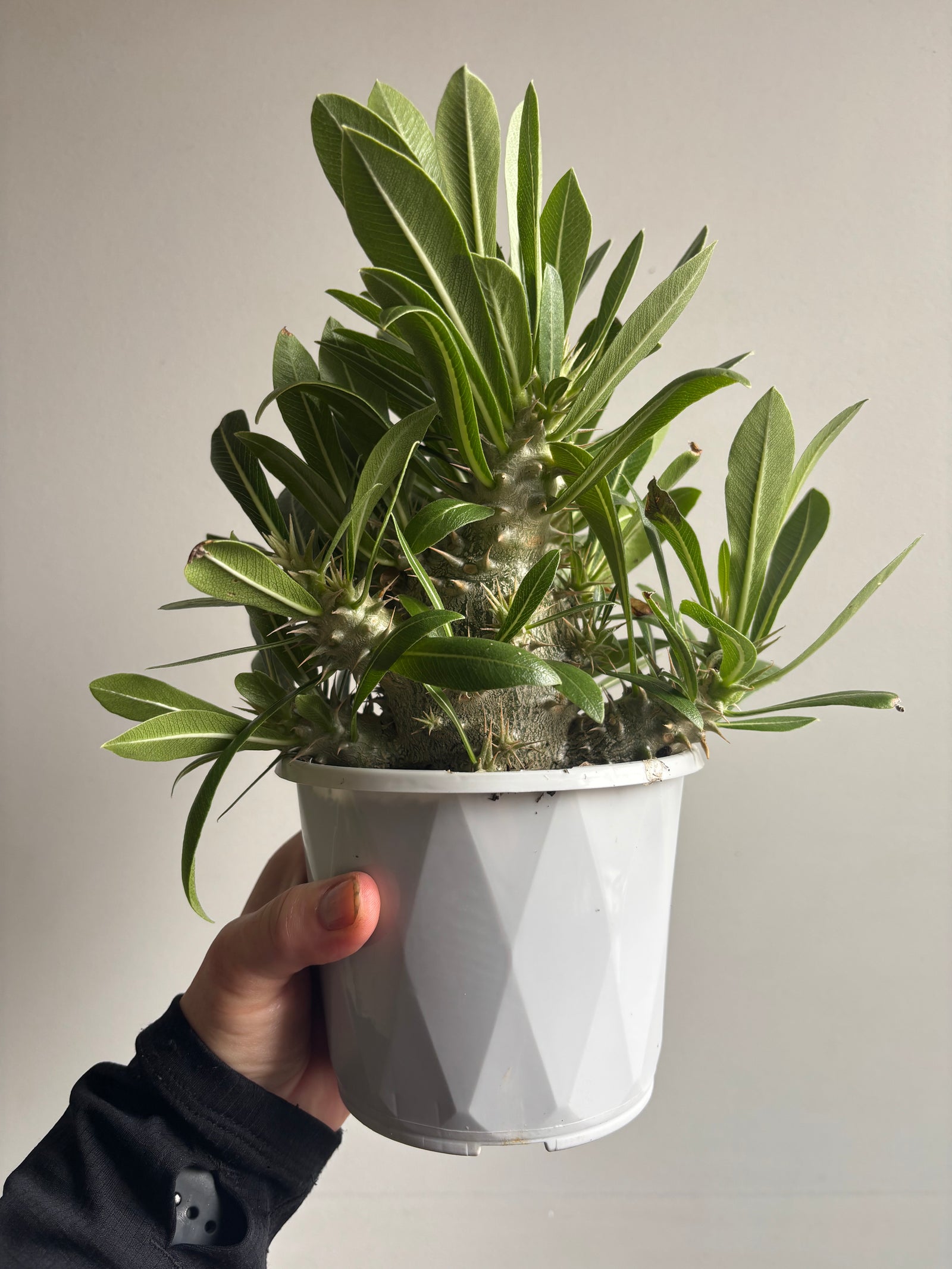 Pachypodium rosulatum