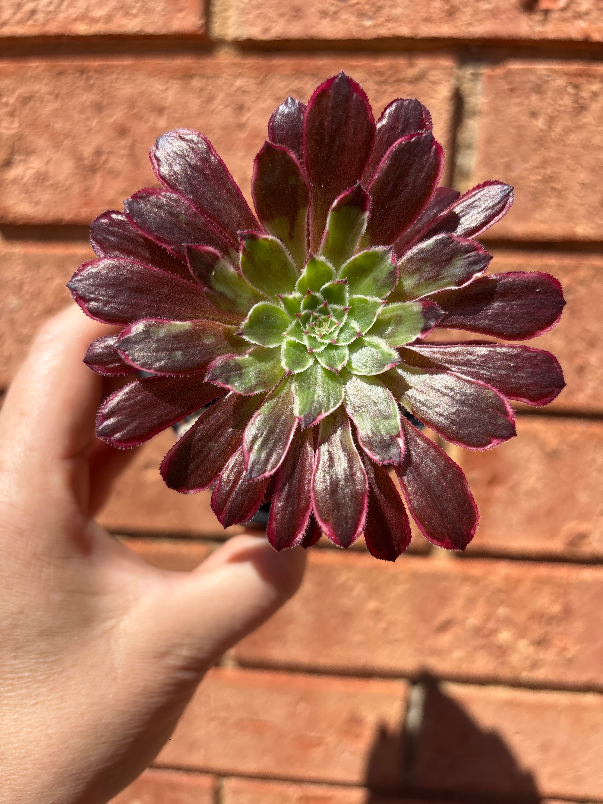Aeonium arboreum cv. Mardi Gras