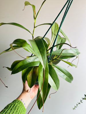 Nepenthes Kampotiana red - Pitcher Plant