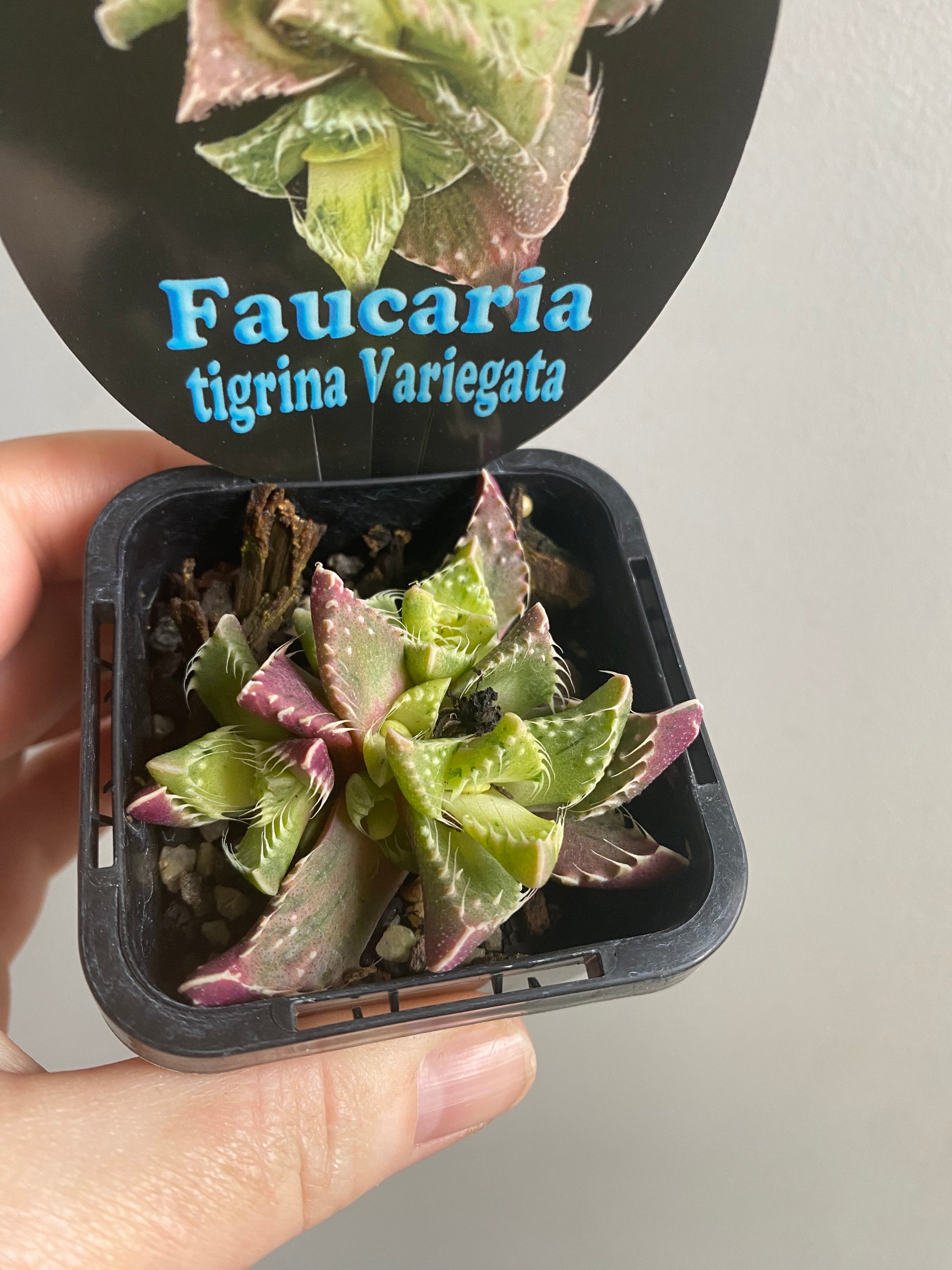 Faucaria tigrina variegata