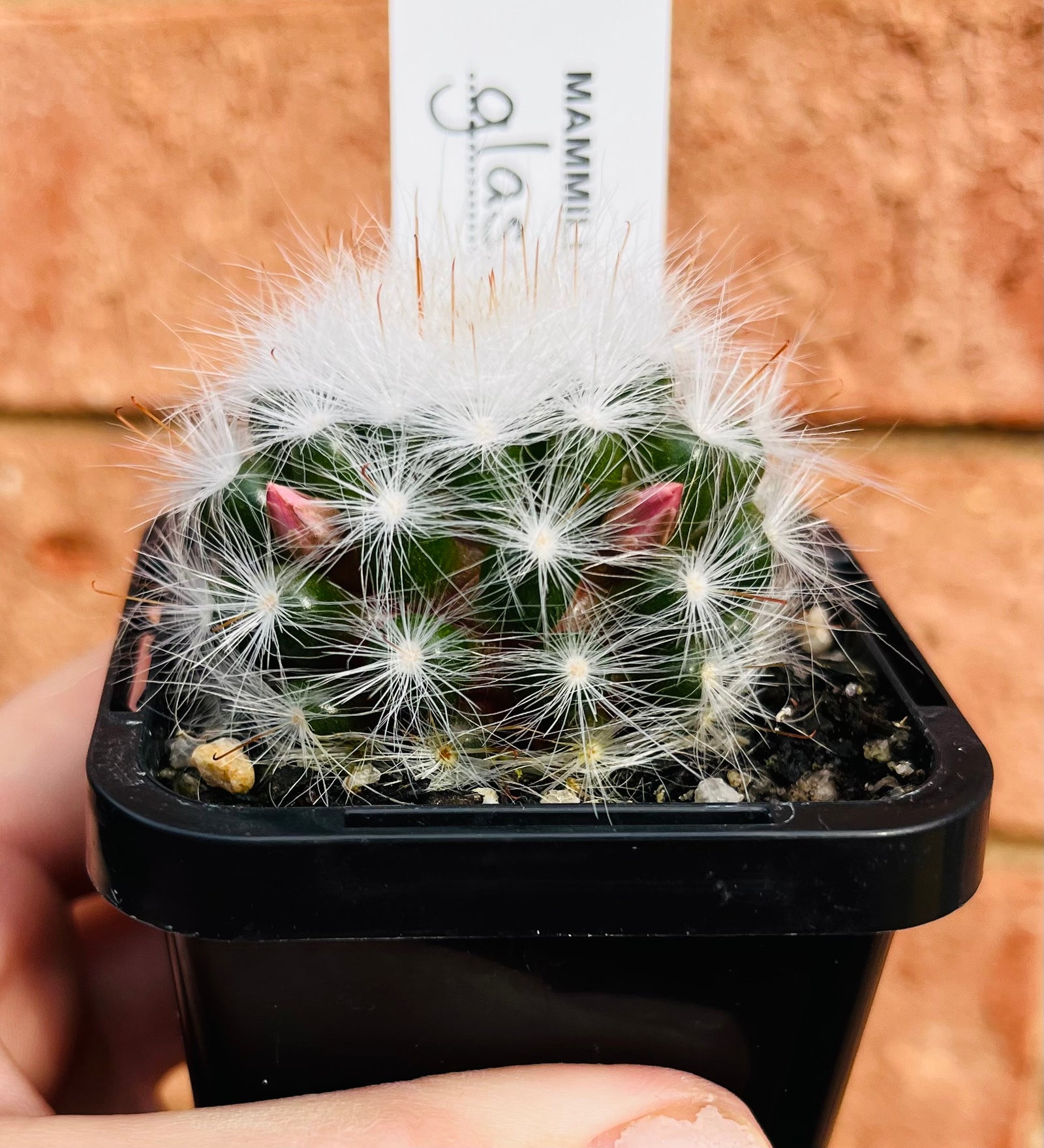 Mammillaria glassii