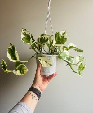 Epipremnum Aureum - N’Joy